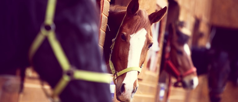 Afwezigheid herten Jong Kunt u bewijzen dat uw paard uw eigendom is? | ABAB