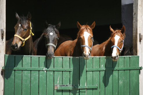 Paarden in stal