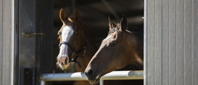 Paarden op stal